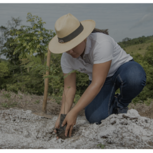 plant a tree service